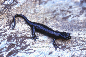 Salamandra lanzai-mâle--F05-Grand Belvédère du Viso, 2180m-6.4.1994-Ph.Geniez-CD015_Ph.Geniez