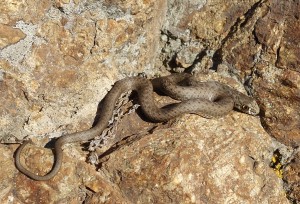 mâle juvénile de Couleuvre de Montpellier (Malpolon m. monspessulanus). Photo : Grégory DESO