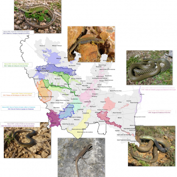 Un suivi sur les reptiles du sud Ardèche