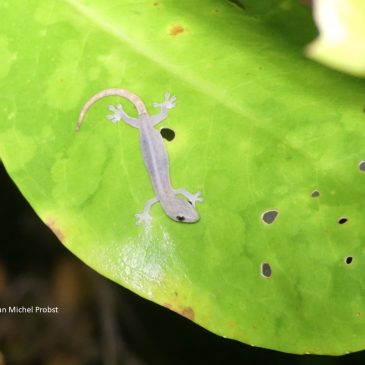 Interlude tropicale: le Gecko arboricole indopacifique